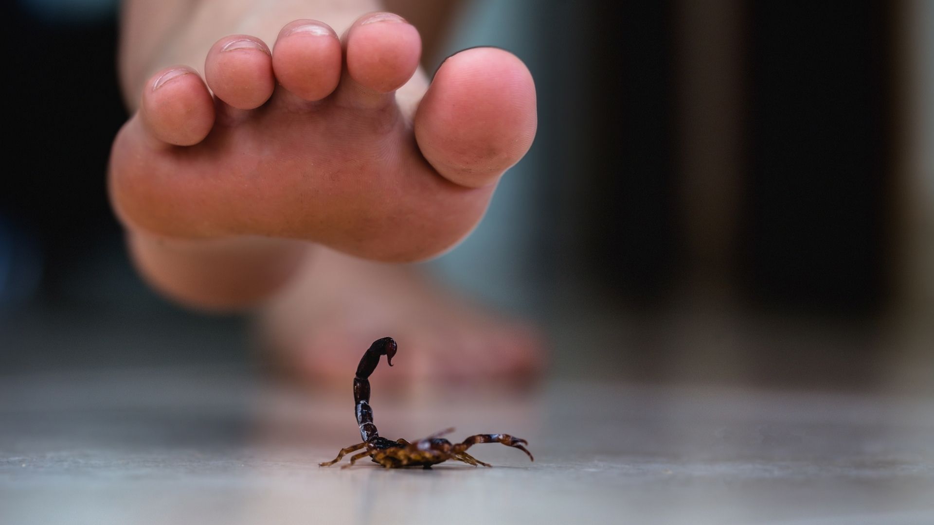 Um animal venenoso me atacou. Como agir?